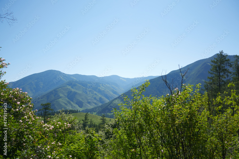 Fototapeta premium Altai Mountains in summer