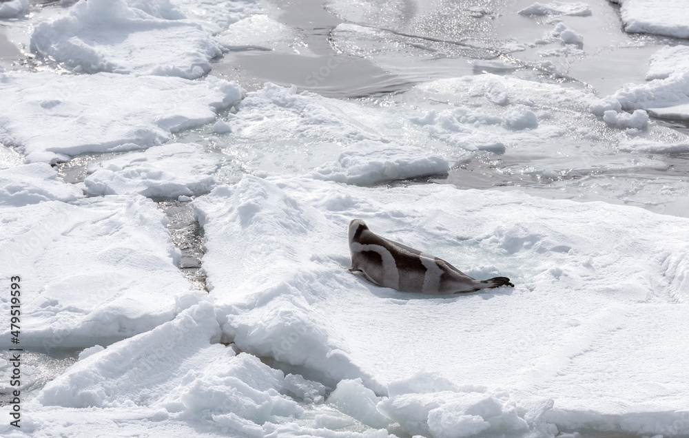 Obraz premium striped seal