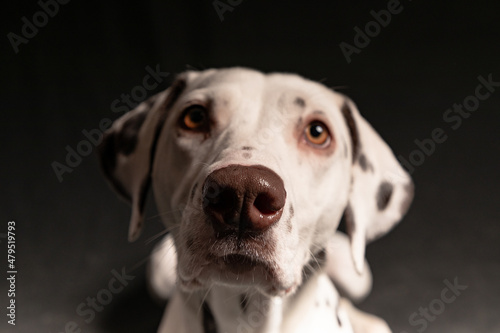 Portrait of a young Dalmatian dog on a black background.