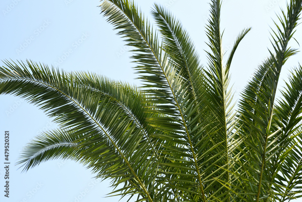 palm tree leaves palm tree leaves