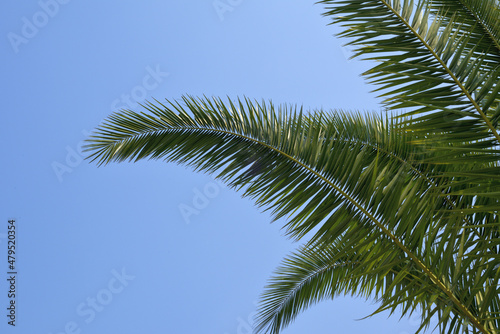 palm tree branch