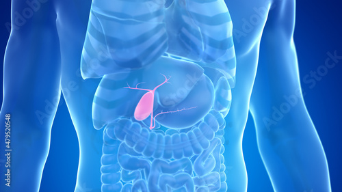 3d rendered medically accurate illustration of the male gallbladder photo