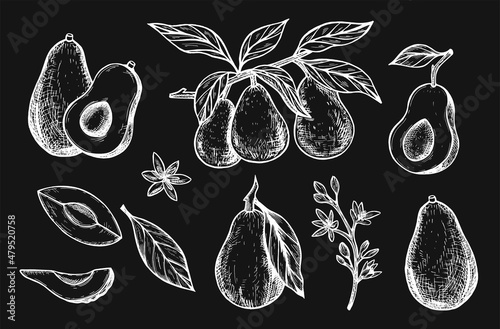 set avocada vector sketch. branch avocada sketch. collection avocado drawing hand. doodle avocada vector. doodles vector. eps