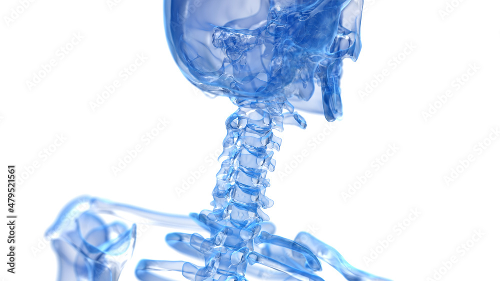 3d rendered illustration of the skeletal neck 3d rendered illustration of the skeletal neck