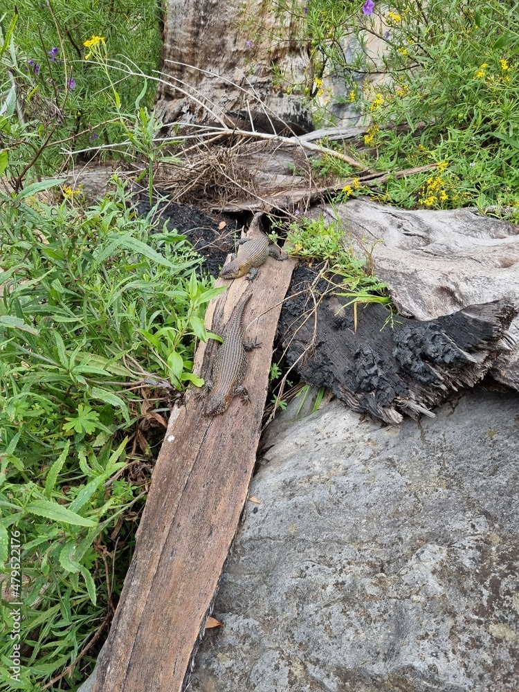 Fototapeta premium Blue Mountains national park in New South Wales in summer 2022