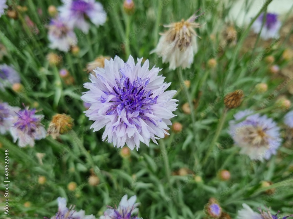 Fototapeta premium Flowers in the garden, Australia