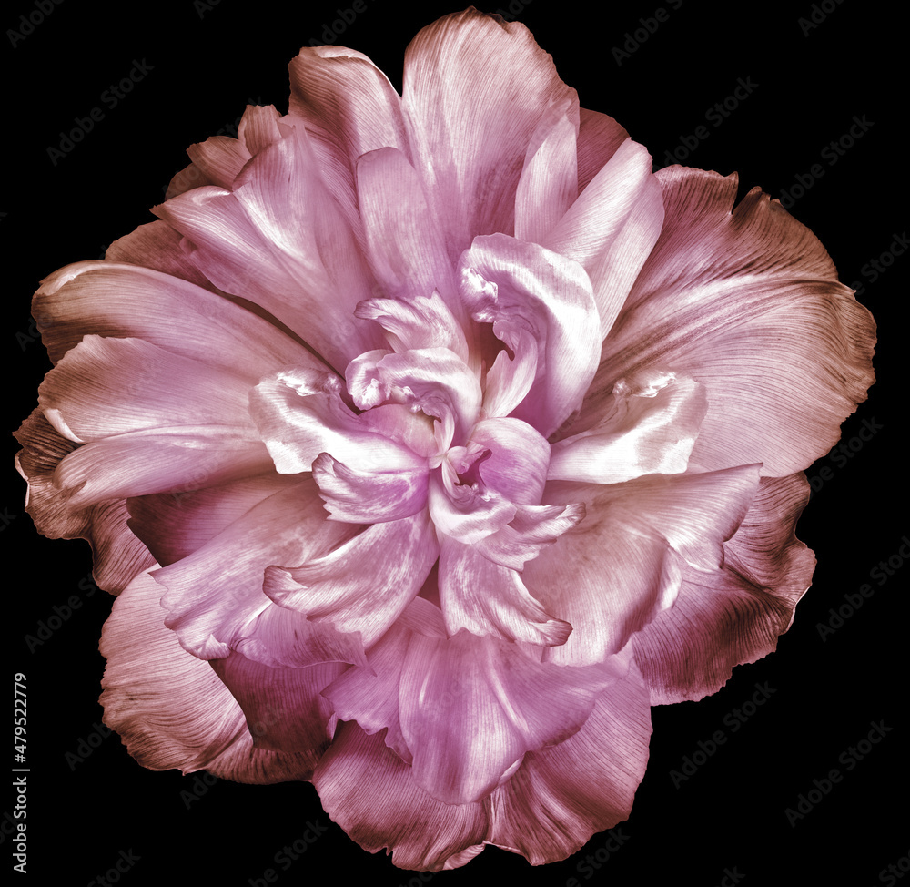 Light  purple  tulip flower  on black isolated background with clipping path. Closeup. Flower on a green stem. Nature.