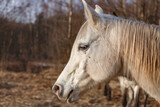 Head of a white arabian horse in winter. Poland
