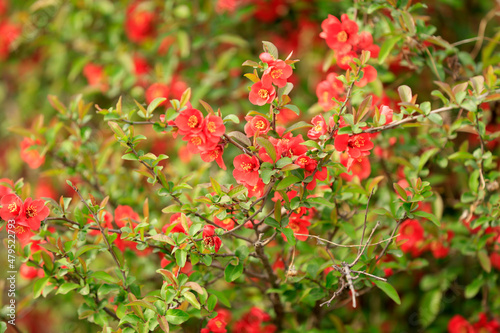 Flowers of Chaenomeles speciosa