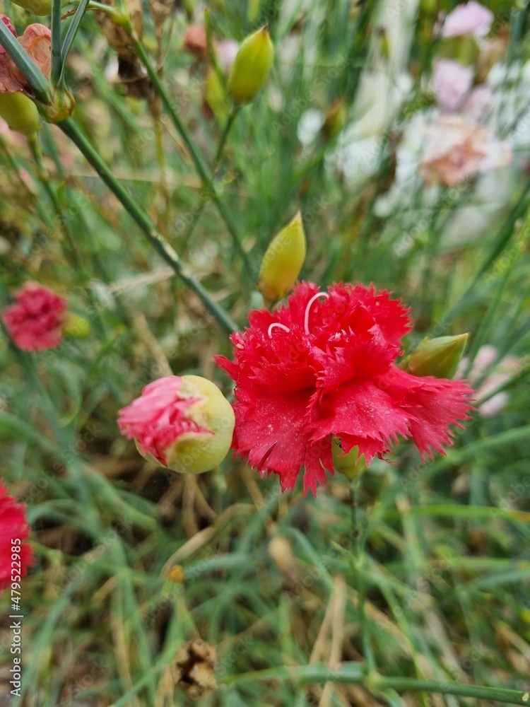 Flowers in the garden, Australia