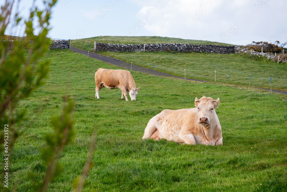 Fototapeta premium Light color cows in a pure green meadow, stone fences and cloudy sky in the background. Nobody. Farming and agriculture industry.