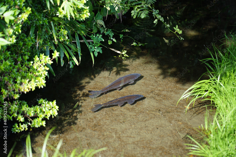 大沢の里・湿生花園のコイ(東京都三鷹市) 大沢の里・湿生花園のコイ(東京都三鷹市)