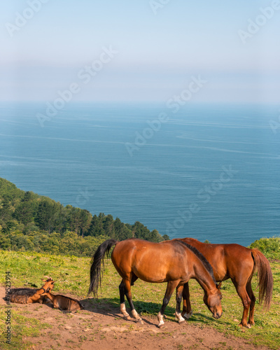 Caballos en lo alto de la montaña