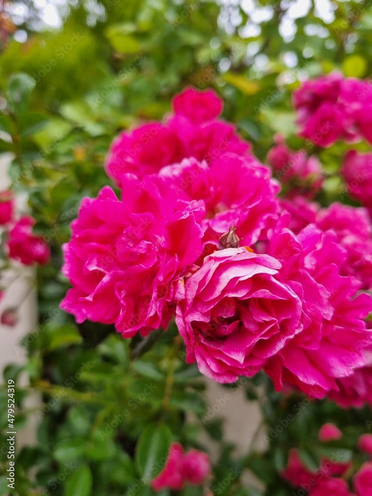 Flowers in the garden, Australia