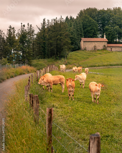 Vacas mirando de frente
