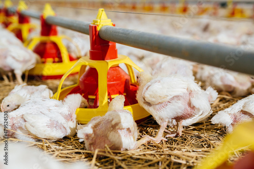 poultry feeding in chicken farm