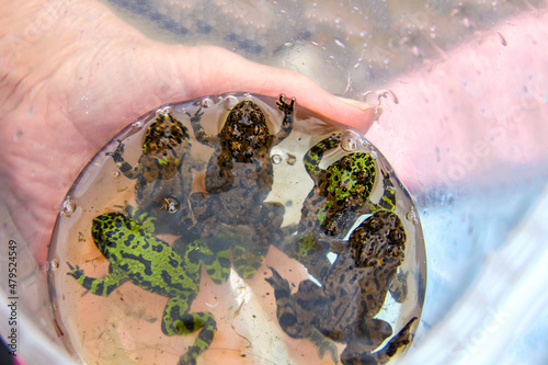 Far Eastern toads, Green tropical frog in Asia. Amphibian on the hand. Bombinatoridae in water photo