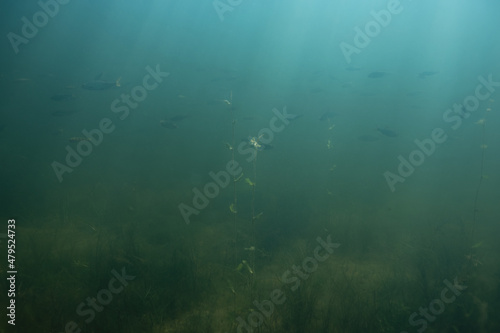 underwater background with a lot of small fish and sunrays.clear lake water  underwater photography.