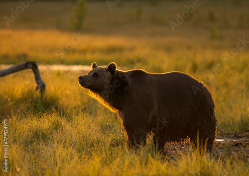 Bär in der Wildnis Finnlands