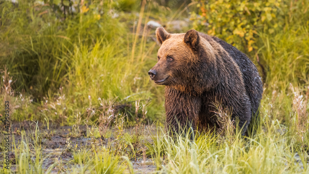 Bär in der Wildnis Finnlands