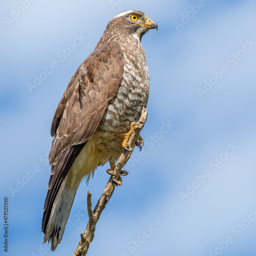 Close up of Grey-faced buzzard © arjacee