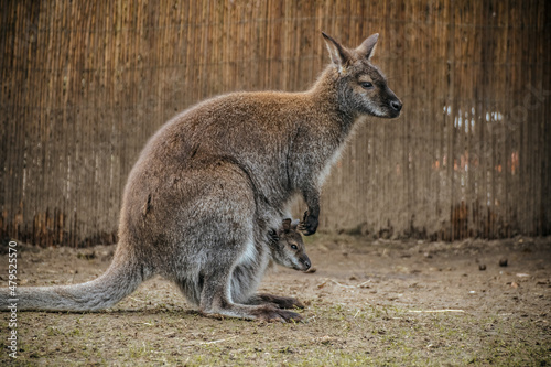 Känguru mit Baby