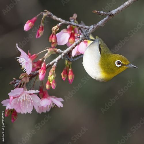 Japanese white-eye and sakura