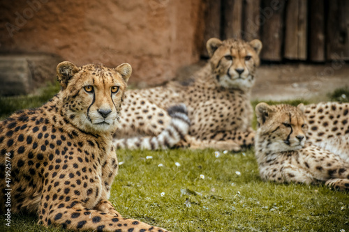 Leoparden Rudel 