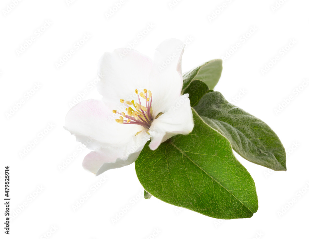 Fototapeta premium Quince flower isolated on white background.