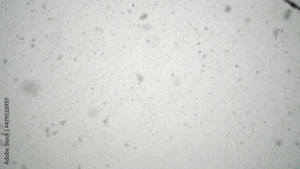 snowfall continues snowfall continues