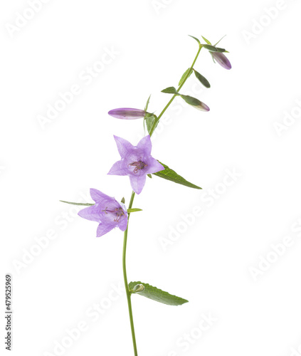 Light lilac Bellflowers isolated on white background.