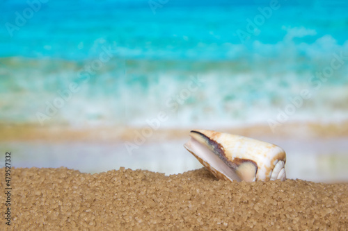Seashells on the seashore, sand, beach and waves, tropical vacations, relaxation.