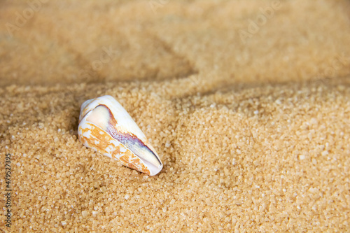 Sea shells in the sand on the background of beach and sea. Concept of relaxation and tropical paradise