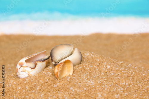 Sea shells in the sand on the background of beach and sea. Concept of relaxation and tropical paradise © Александра Замулина