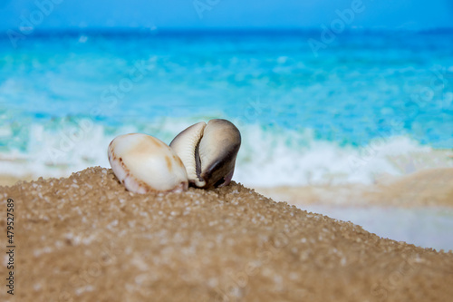 Seashells on the seashore, sand, beach and waves, tropical vacations, relaxation.