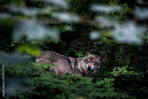 wolf in the dark forest