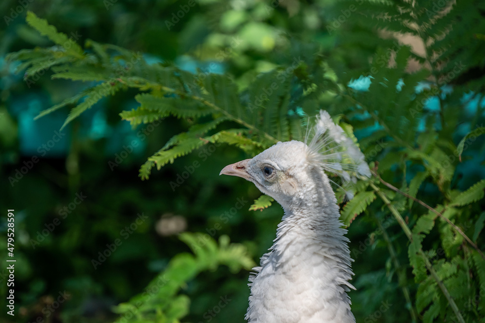 A White Peacock in Hemker Park Zoo, Minnesota A White Peacock in Hemker Park Zoo, Minnesota