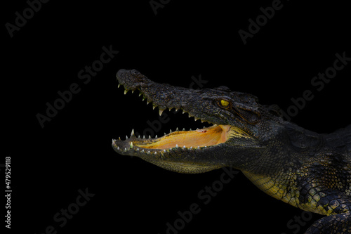 crocodile portrait on black colour background. Wildlife and animal photo.