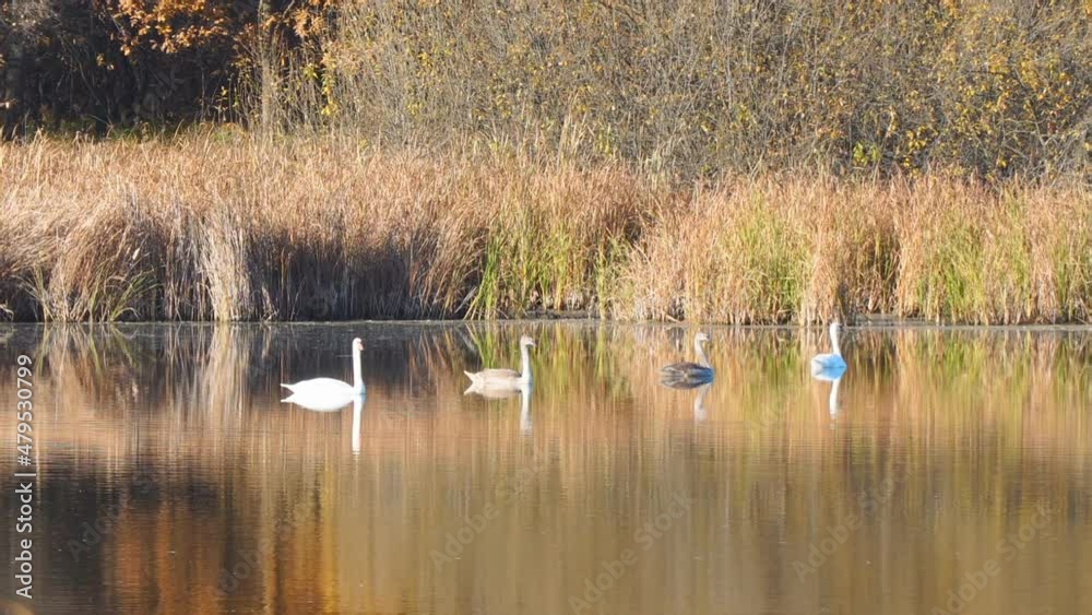 Family of swans swims on the autumn lake. Adult and young swans swim on the water Family of swans swims on the autumn lake. Adult and young swans swim on the water