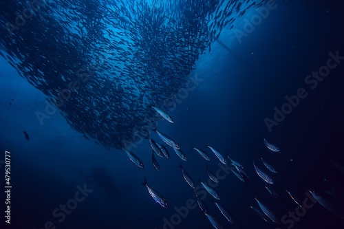 lot of small fish in the sea under water / fish colony, fishing, ocean wildlife Fototapet