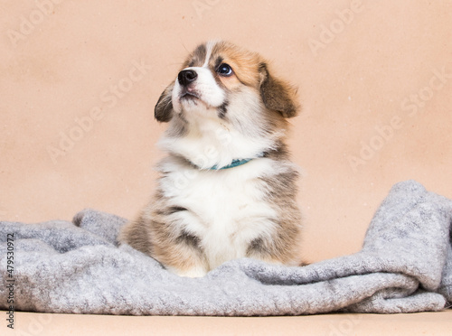 cute welsh corgi puppy looking © Happy monkey