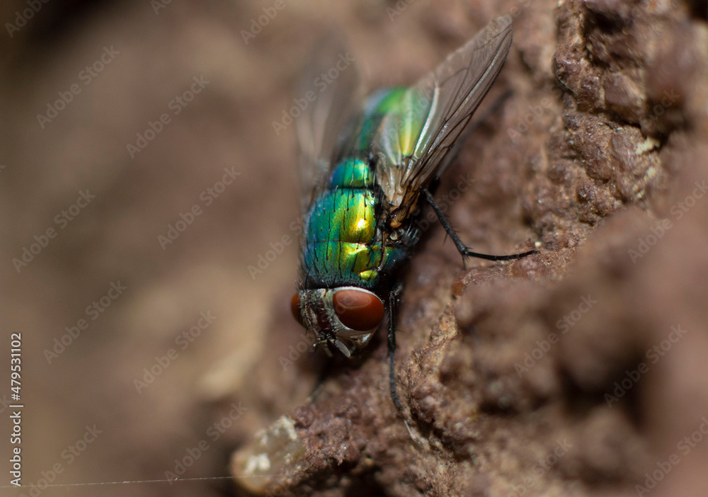 Naklejka premium colored fly taken with a macro