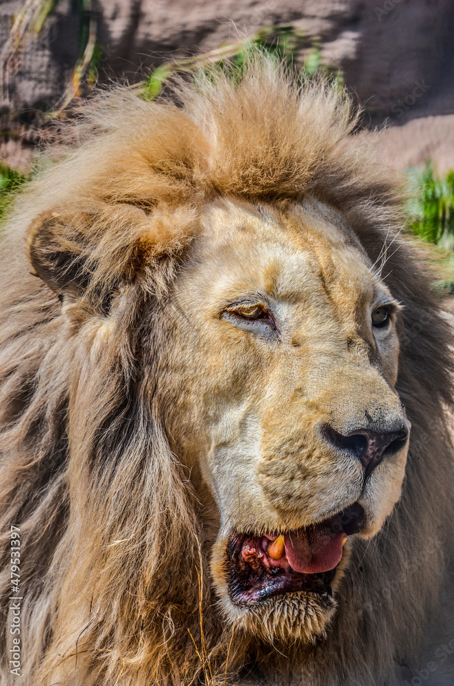 Male lion portrait - Lion with mouth open