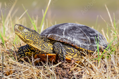 Turtle on the grass - tortoise - Emys orbicularis