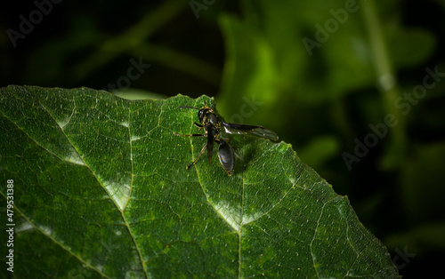 Um pequeno e singelo marimbondo livre na natureza photo
