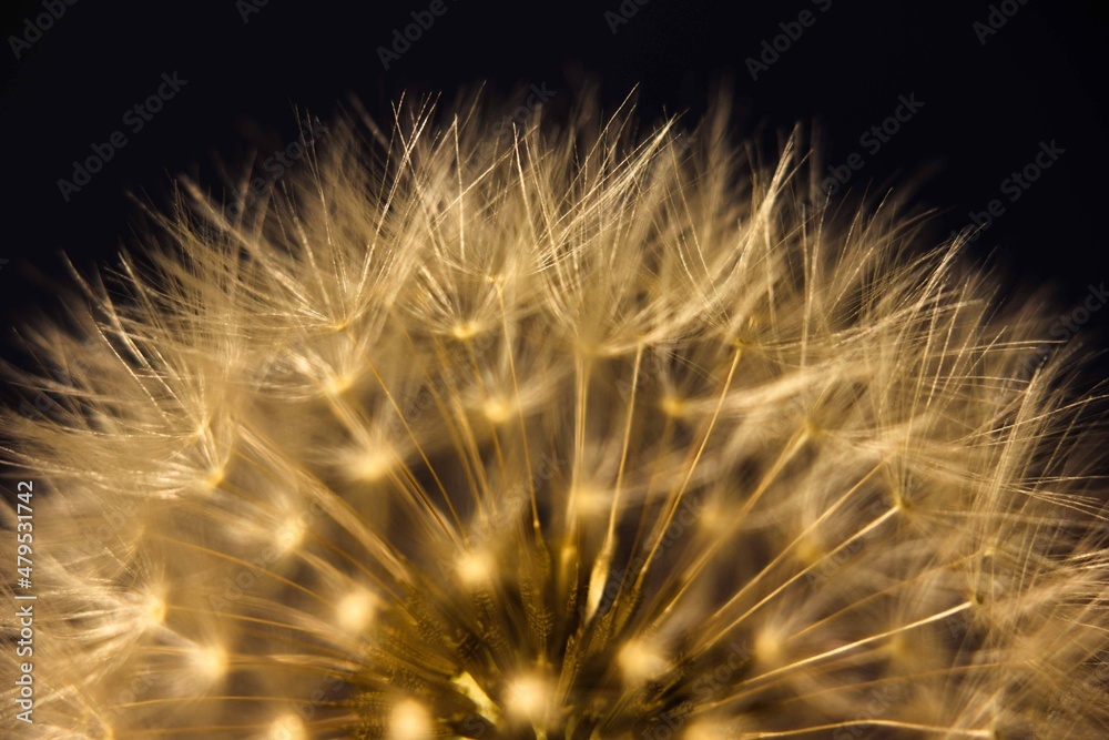 Naklejka premium pissenlit