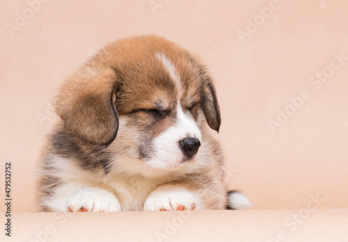 welsh corgi puppy with closed eyes