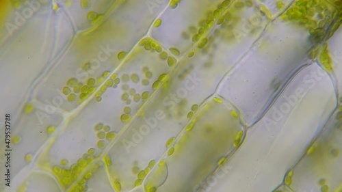 Green plant cells of waterweed (Elodea) seen under microscope with streams of cell liquid and organelles as chloroplasts and in the upper right corner bacteria moving photo