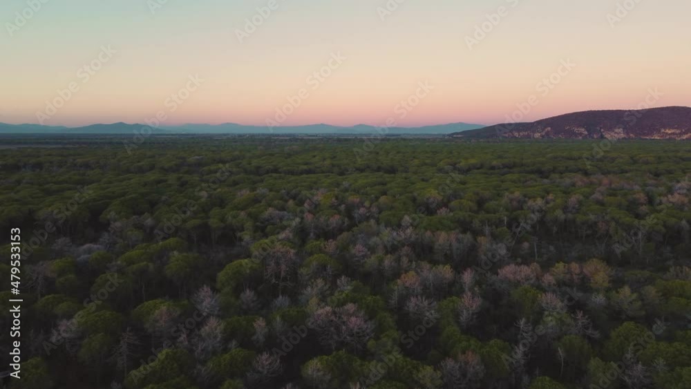 Maremma National Park in Tuscany, Italy. 4K UHD aerial drone footage of green pine tree forest and umbrella shaped trees. Beach seaside coast at sunset with blue and orange sky and mountains. Maremma National Park in Tuscany, Italy. 4K UHD aerial drone footage of green pine tree forest and umbrella shaped trees. Beach seaside coast at sunset with blue and orange sky and mountains.