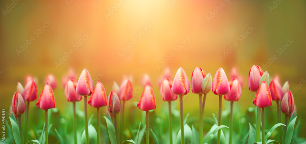 Fototapeta premium czerwone tulipany na słonecznym tle, wiosna, piękna naturalna scena wiosenna